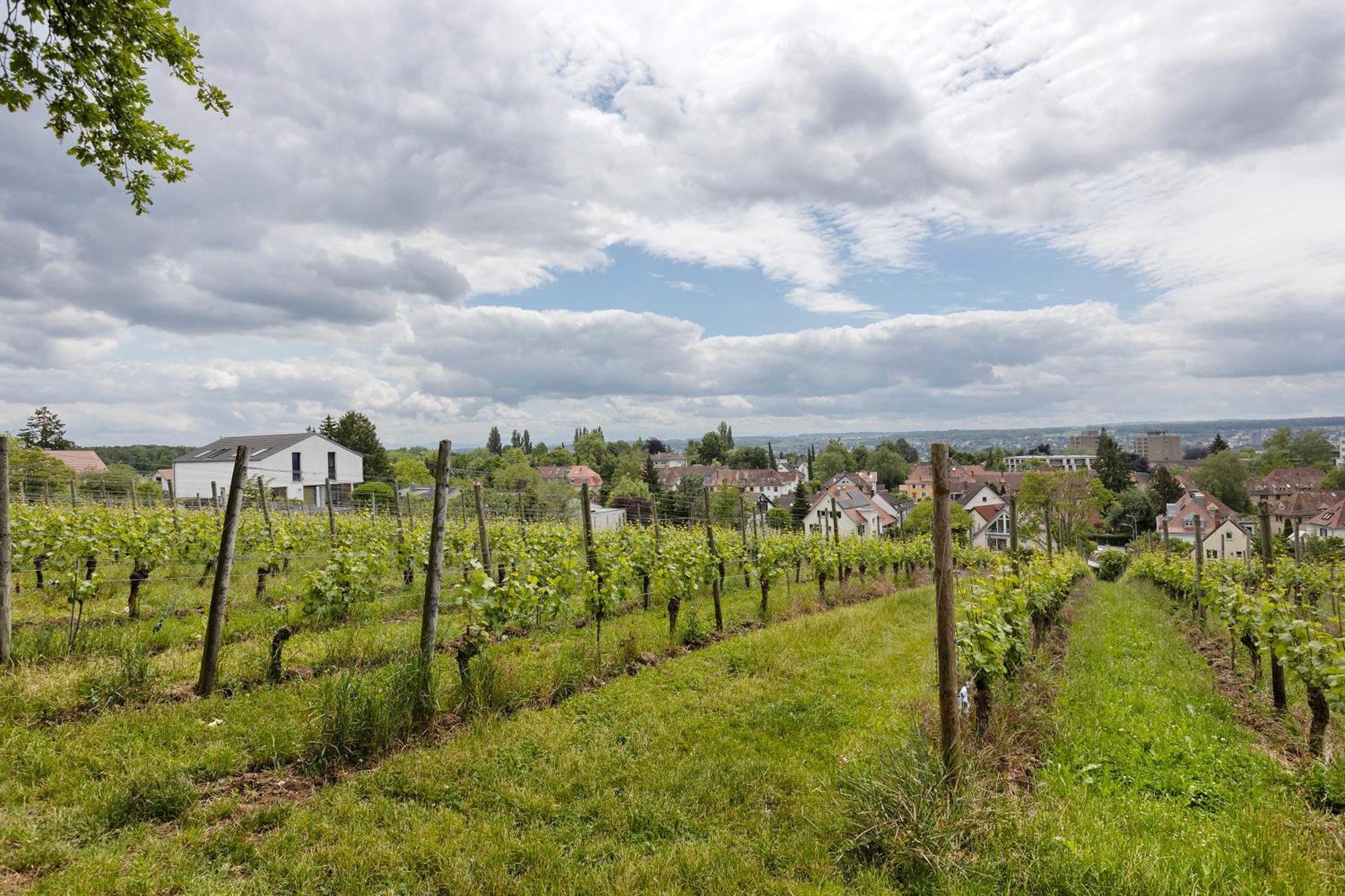 Appartement Rotes Haus Ueber Den Weinbergen à Constance Extérieur photo